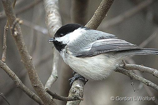 Black-capped Chickadee_DSCF00223.jpg - Black-capped Chickadee (Poecile atricapillus) photographed at Ottawa, Ontario, Canada.